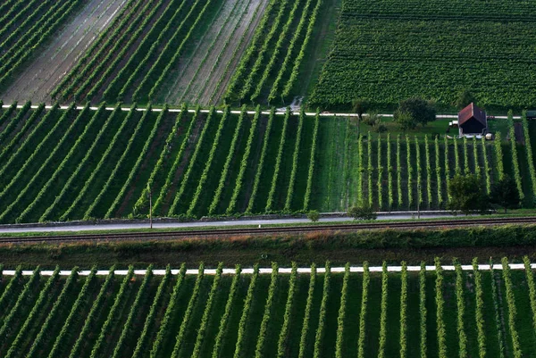 Cultivo Vinhas Vinha Uva — Fotografia de Stock