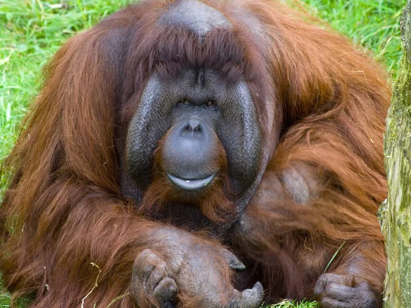 Orangutangapa Apdjur — Stockfoto