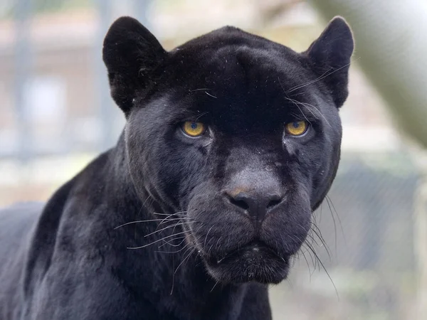 black panther animal cat