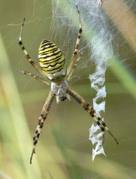 Insecte Araignée Animal Effrayant — Photo