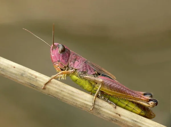 Sprinkhaneninsect Ongewervelde Bidwants — Stockfoto