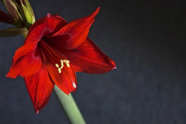 Amaryllis Květy Okvětní Lístky Flóra — Stock fotografie