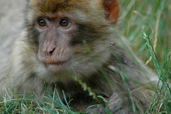 Young Animals Selective Focus — Stock Photo, Image