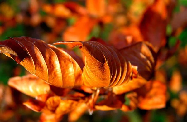 Autumn Forest Fall Season Leaves — Stock Photo, Image