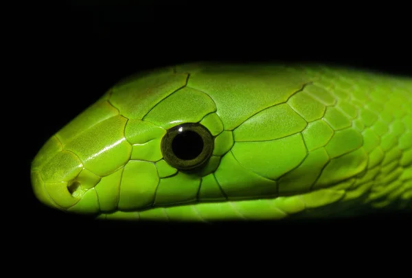 Slang Dierenwereld Slangenhuid — Stockfoto