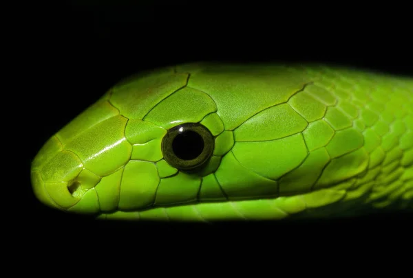 Serpiente Mundo Animal Piel Serpiente — Foto de Stock