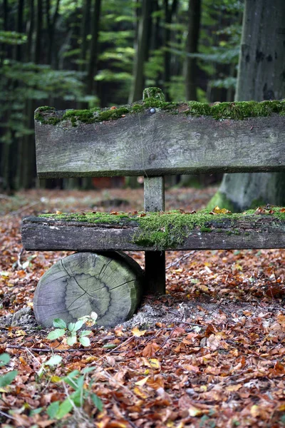 Ławka Pokryta Mchem Jesiennym Lesie — Zdjęcie stockowe