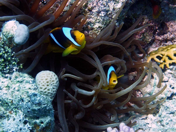 Taken Red Sea Nthe Clownfish Also Clownfish — ストック写真