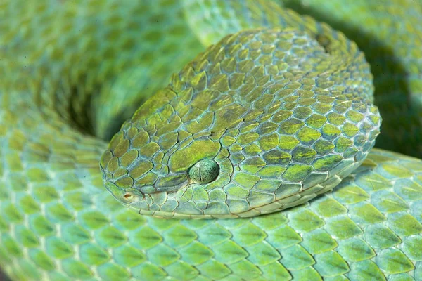 Serpiente Animales Salvajes Depredadores — Foto de Stock