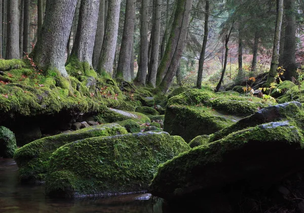 Bella Vista Della Scena Della Natura — Foto Stock