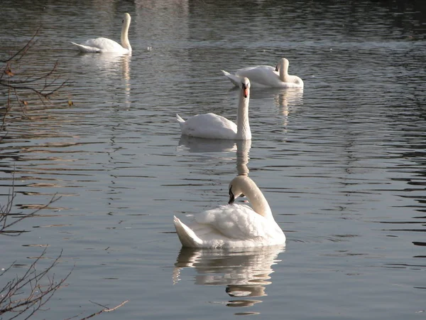 Vue Panoramique Sur Les Cygnes Majestueux Nature — Photo