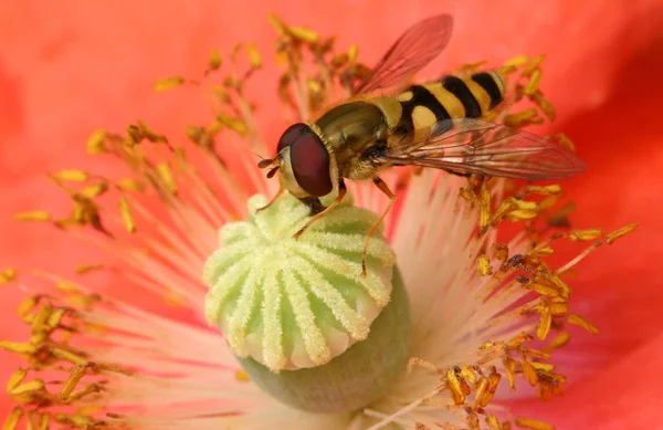 Nahaufnahme Von Insekten Der Natur — Stockfoto