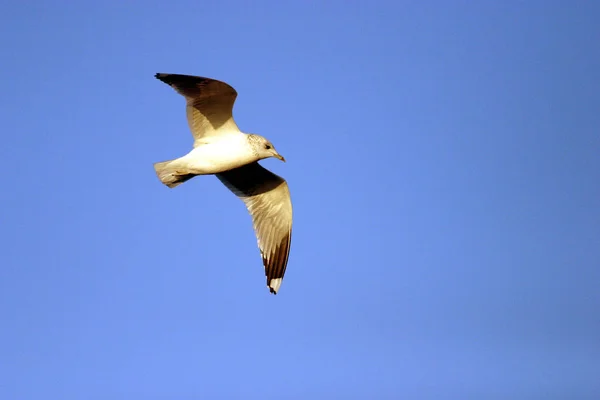 Vue Panoramique Magnifiques Oiseaux Mouettes Nature — Photo