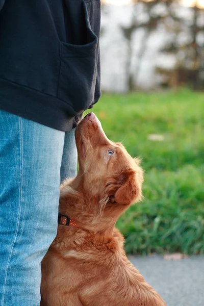 Visão Cênica Cão Cachorrinho Bonito — Fotografia de Stock