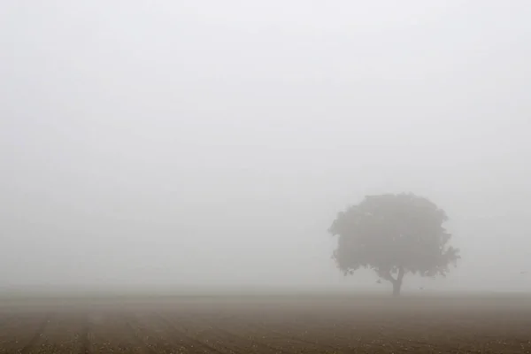 Serie Árbol Pos —  Fotos de Stock