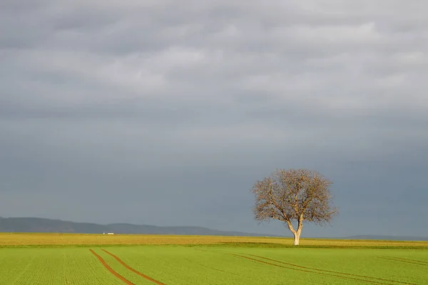 Kırsal Yaşam Seçici Odaklanma — Stok fotoğraf