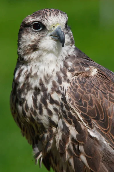 Schilderachtig Uitzicht Prachtige Valk Bij Natuur — Stockfoto