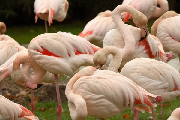 Flamingo Selva Natural Pássaro Fundo — Fotografia de Stock