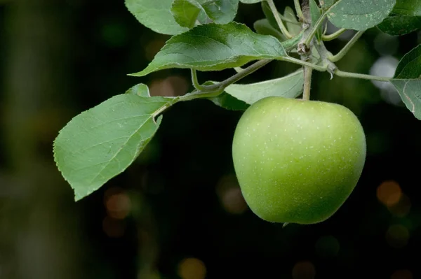 Apple Year Even Our Garden — Stock Photo, Image