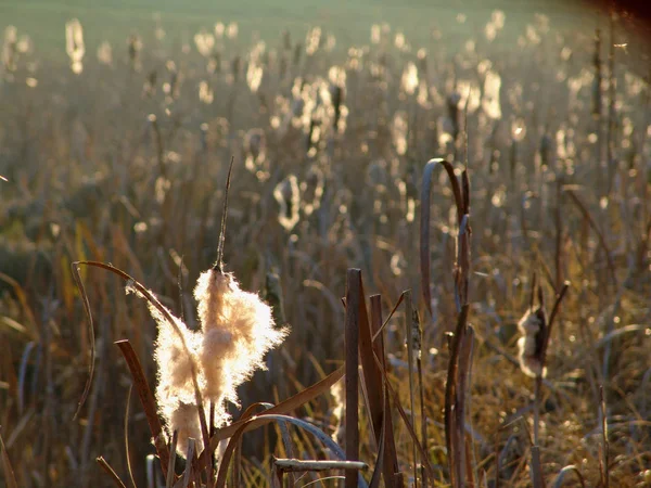 Vacker Utsikt Över Naturen Landskap — Stockfoto