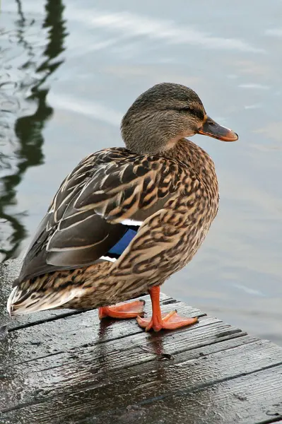 鳥を見るショット 野生の自然でアヒル — ストック写真