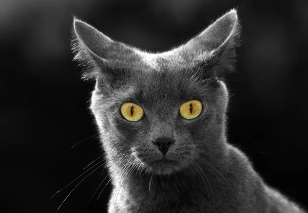 Котячий Кіт Merlie Тривожний Сором Язливий Жахливий Можете Побачити Фото — стокове фото