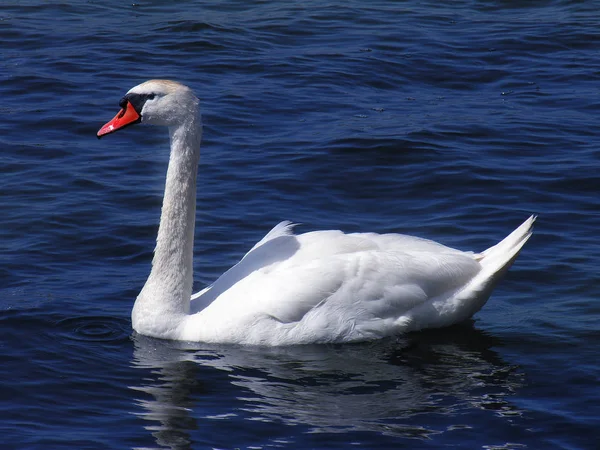 Schwimmvogel Wildniskonzept — Stockfoto