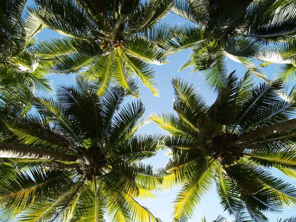Кокосові Пальми Тропічні Дерева — стокове фото