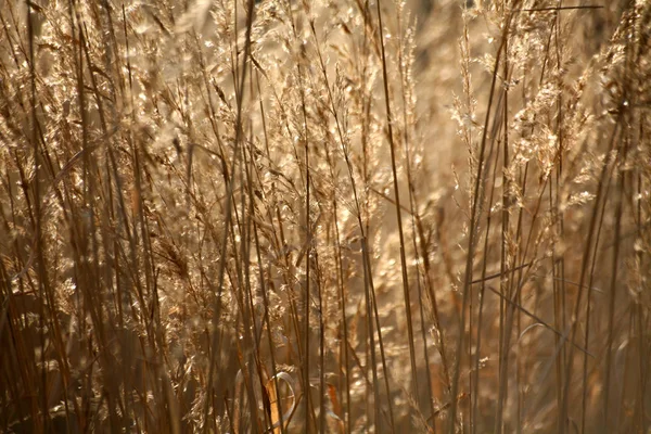 Campo Erba Con Luce Solare — Foto Stock