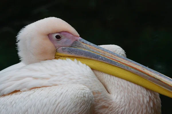 Branco Pelicano Perfil Ilustração — Fotografia de Stock