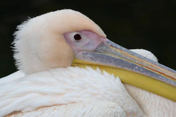 Scenic View Beautiful Pelican Nature — Stock Photo, Image