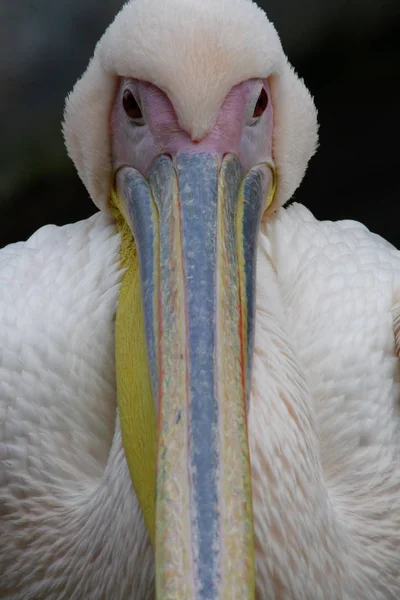 Porträt Eines Pelikans — Stockfoto