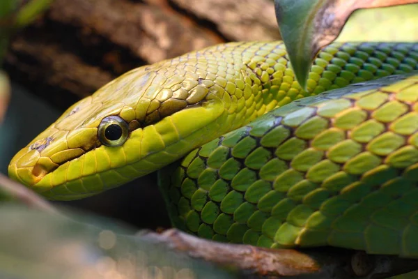 Vista Panorâmica Serpente Perigosa Majestosa — Fotografia de Stock