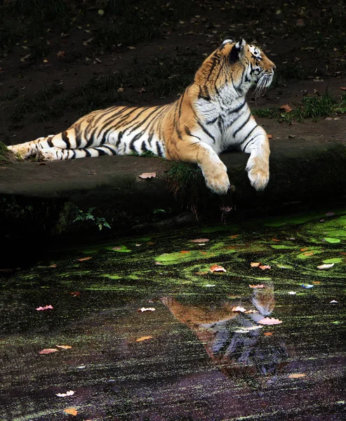 sibirian tiger, striped animal