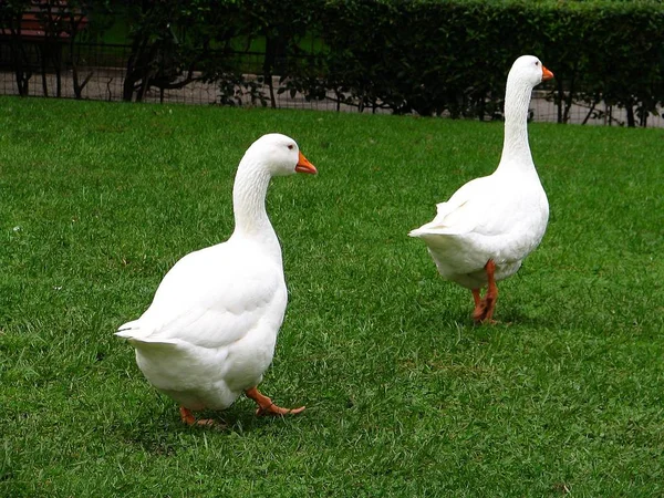 Hausgeflügel Auf Dem Hof — Stockfoto