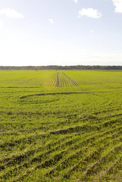 Orejas Maíz Campo Agrícola — Foto de Stock