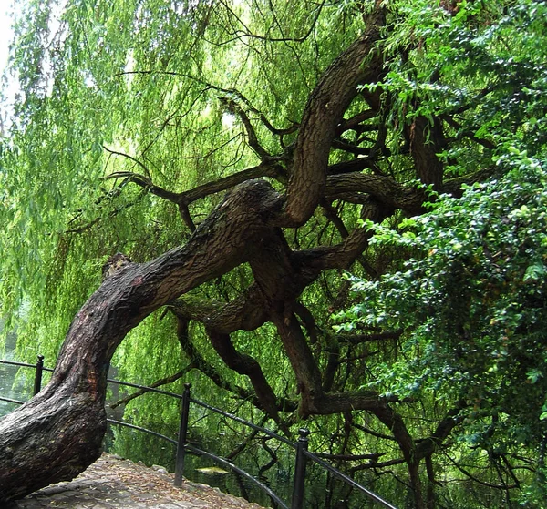 Bela Paisagem Floresta — Fotografia de Stock