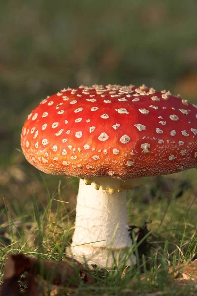 Red Toadstool Belongs Group Poisonous Fungi — Stock Photo, Image