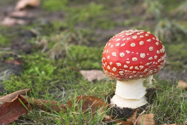 在森林中种植蘑菇 自然背景 — 图库照片