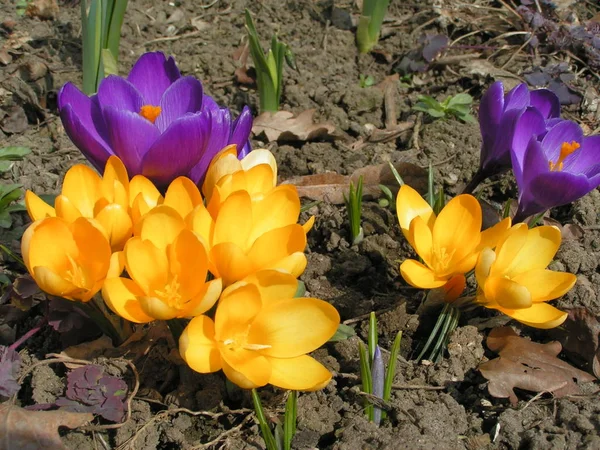 Krokusz Virágok Tavaszi Növény — Stock Fotó