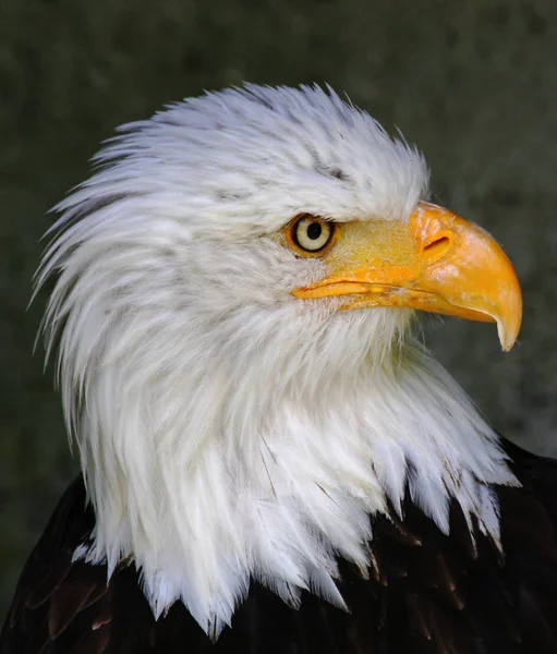 Malerischer Blick Auf Den Majestätischen Weißkopfseeadler Wilder Natur — Stockfoto