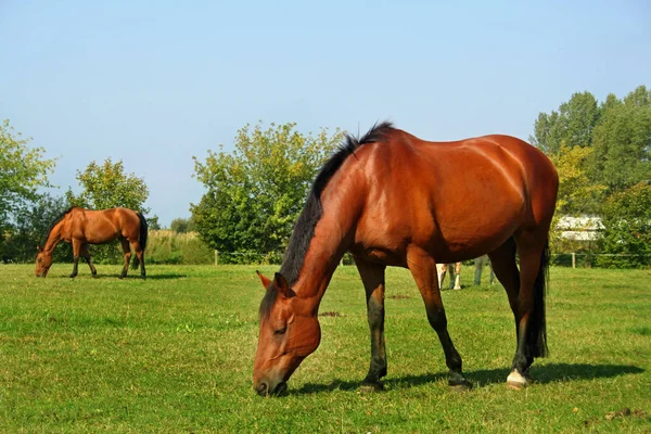 Pferd Auf Der Sommerweide Ländlicher Landschaft — Stockfoto