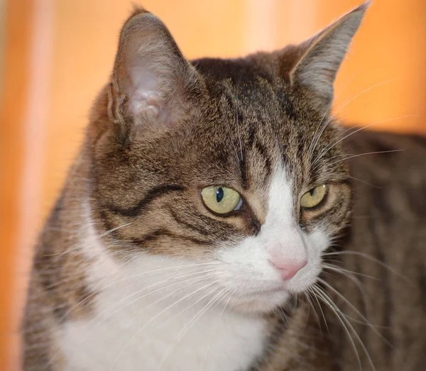 Perto Gato — Fotografia de Stock