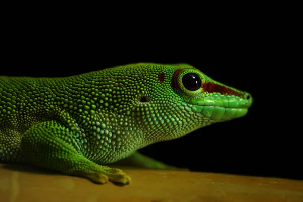 Șopârlă Sălbatică Exotică Animal Reptilă — Fotografie, imagine de stoc