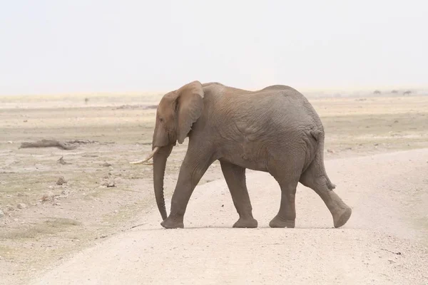 在安博塞利国家公园的大象 — 图库照片