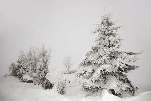 Donmuş Sisli Köknar — Stok fotoğraf