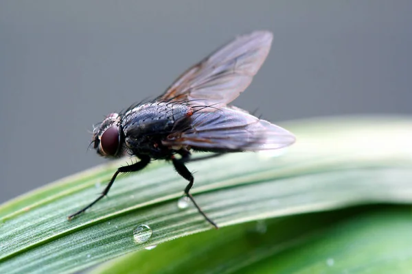 Close Bug Natureza Selvagem — Fotografia de Stock