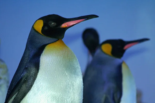Király Pingvin Vad Természet — Stock Fotó