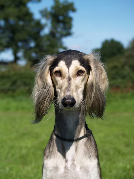 Porträtt Söt Hund — Stockfoto