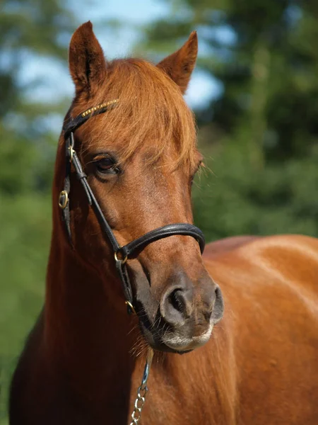 Cavalo Animal Fauna Natureza — Fotografia de Stock